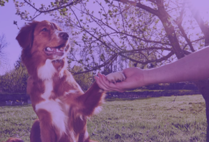 Introduction to the Dog Wizard