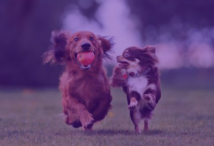 Exercise and Socialization