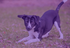 Reading Body Language, Communication and Personalities