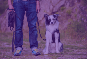 Franchisee Foundations of Dog Training